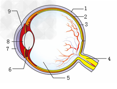 眼球和耳的结构图手抄报 手抄报图片大全