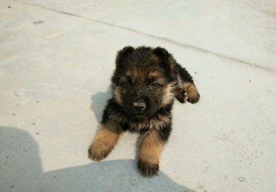 30张图记录德牧整个成长过程,从丑小鸭变天鹅的励志故事!