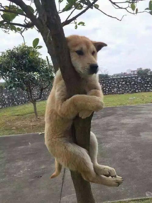 搞笑gif趣图:狗子:人家好怕怕嘛