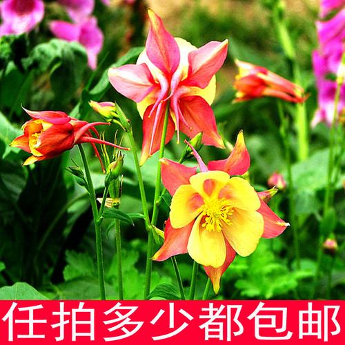 包邮 花卉种子 猫爪花耧斗菜种子混色 庭院种植阳台盆栽 四季种植