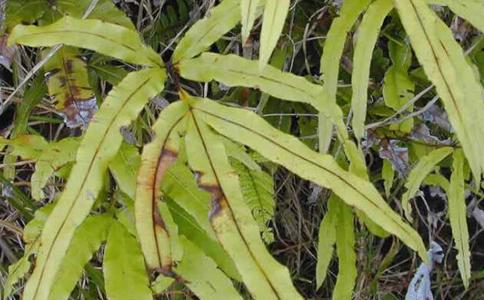 石韦泡水喝的禁忌