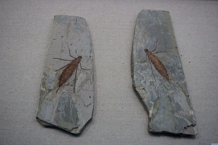 虫鸣螽跃—辽西古生物昆虫化石科普展
