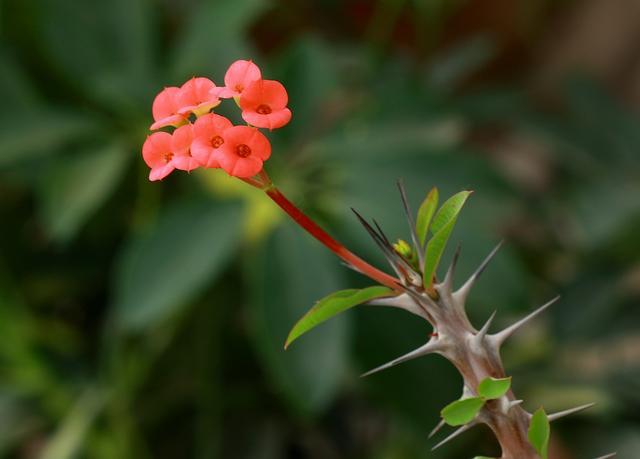 虎刺梅是否有毒