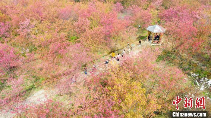 安徽省长丰县30万株樱花迎春绽放