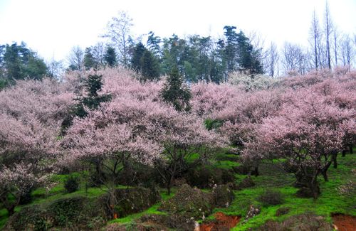 雾山乡大坪村山上的杨梅花