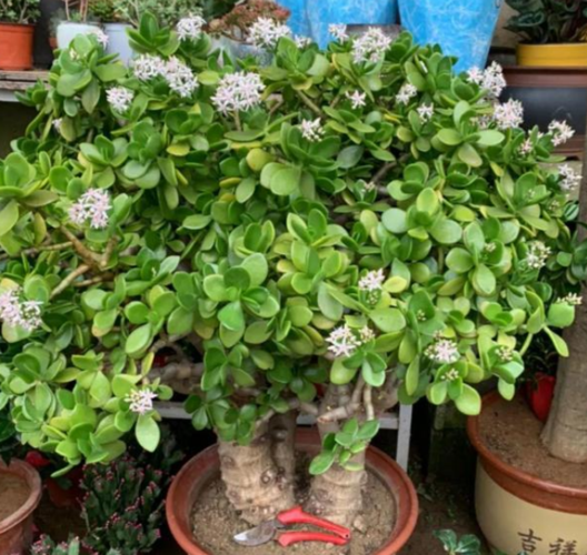 超耐旱的4种花卉,半个月不浇水,也能狂开花!