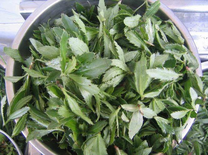 刺儿菜的药用价值参考