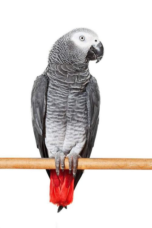 非洲灰鹦鹉