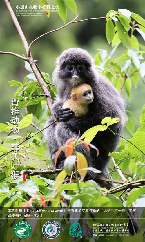 云南龙陵小黑山保护区生物多样性的魅力