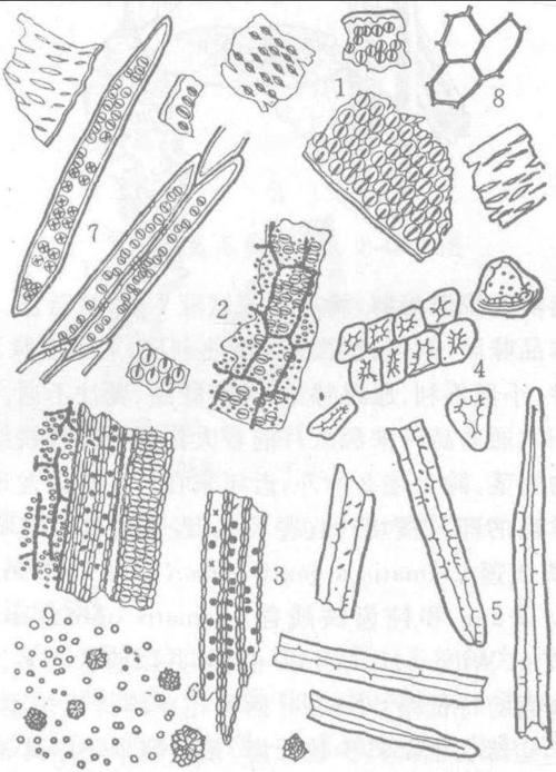 始载于《神农本草经》,列为中品.因茎中有细孔,头尾相通,故名.