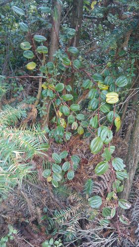 别名:金刚刺,金刚藤,乌鱼刺,铁菱角,马加勒,筋骨柱子.