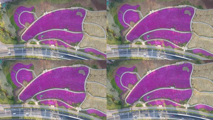 航拍济南龙鼎大道福禄考花海