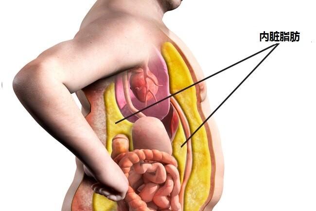 肚子大影响寿命?主要是内脏脂肪多惹的祸,若3个指标过高,危险