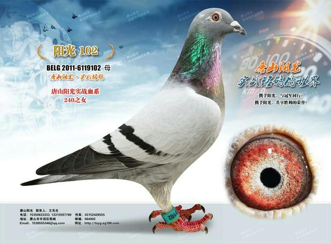 唐山阳光精品奶酪实战血系种鸽专场拍卖