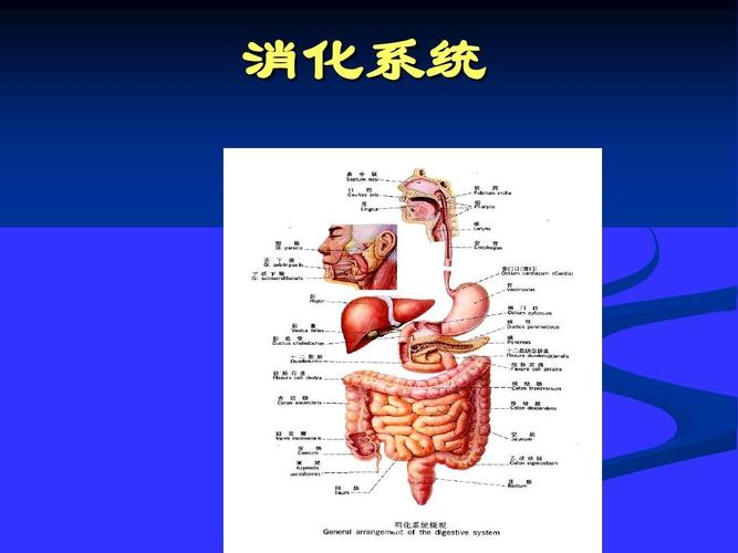 人体解剖生理学-消化系统-v1ppt