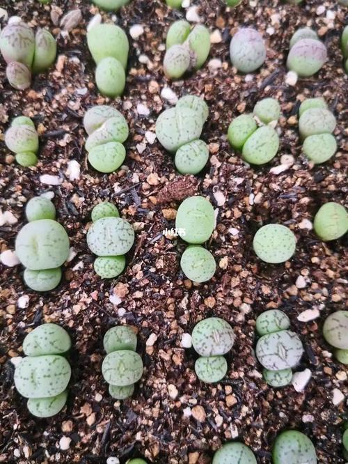 群生荧光玉处理按100颗算.