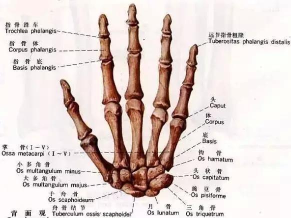 为什么大拇指只有"两节"?跟猿人有关?