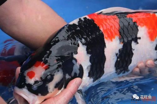 六种分辨锦鲤雌雄的方法