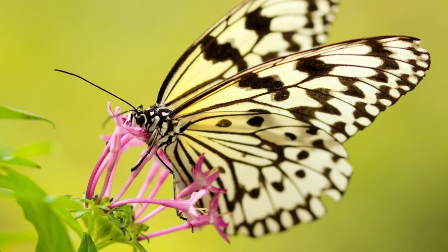花蕊上的蝴蝶图片(4/12)