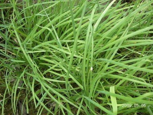 韭菜又名壮阳草,赶阳草,永生草,起阳草.