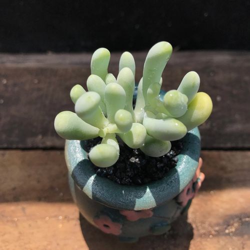 云南昆明神琦哆肉 多肉办公盆栽 可爱萌系 多肉植物 香蕉美人