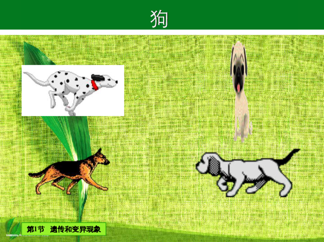 纽崔莱营养进阶班第1节   遗传和变异现象     第1节 遗传和变异的现