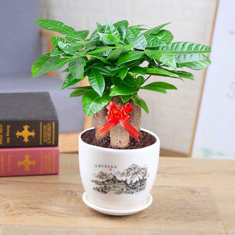 发财树盆栽室内客厅好养绿植花卉办公室小盆景水培植物易品视频