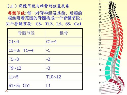31个脊髓节段:c8,t12,l5,s5,co1 脊髓