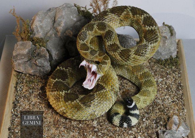 libra_gemini工作室作品《东部菱斑响尾蛇雕像》