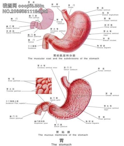 胃的位置在哪,谁有图解,谢谢