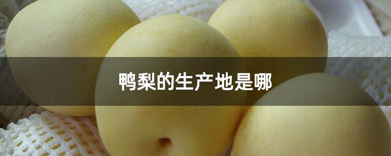 鸭梨的生产地是哪