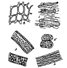 防风与混淆品田葛缕子的鉴别