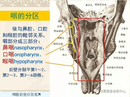 这个咽喉部解剖太详细了!