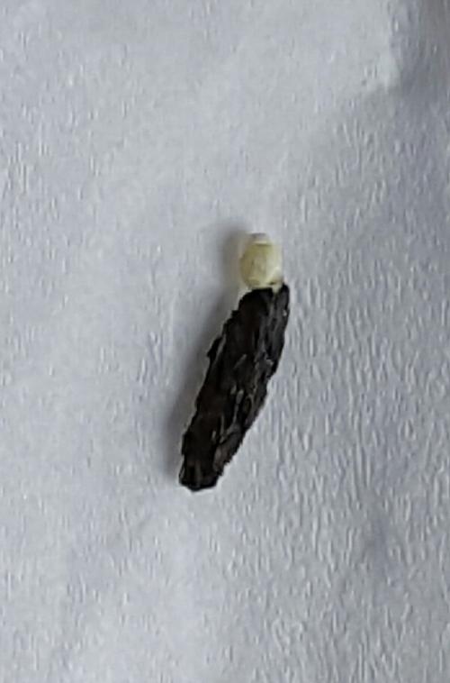 卫生间里面窗台经常发现这种屎,是什么动物拉的?玻璃窗是关紧的