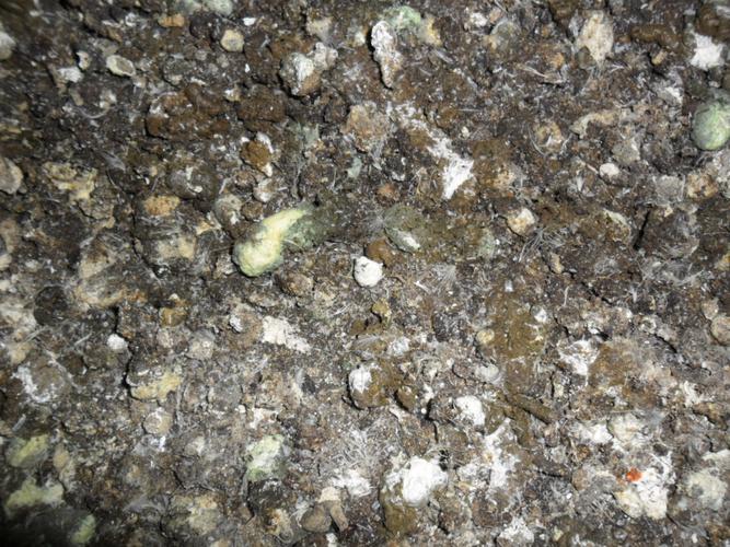 请大家看看今天的鸡粪便 - 鸡病图片资料区 - 鸡病网