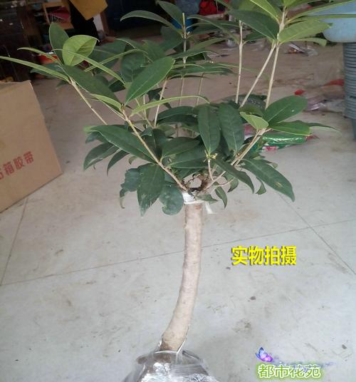 桂花苗木 日香桂苗流苏油根子嫁接桂花树苗/实物拍照