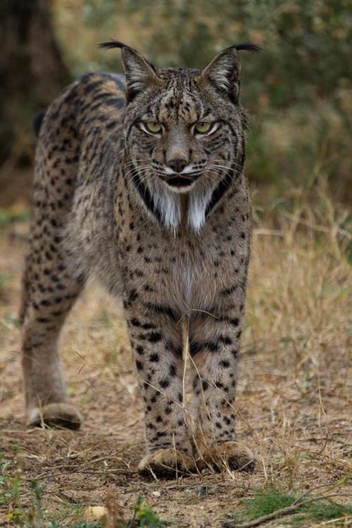 iberian_lynx_front