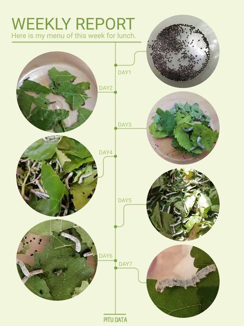 蚕宝宝生长的过程,被孩子们用画笔记录了下来.