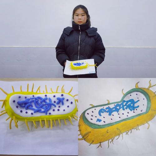 制作生物模型,提高学习兴趣,培养生物学科核心素养——桂阳县甘甜中学