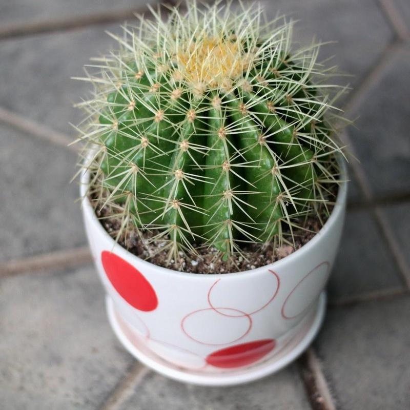 以上就是小编对仙人球长斑,烂根的处理方法的总结,希望对你有帮助.