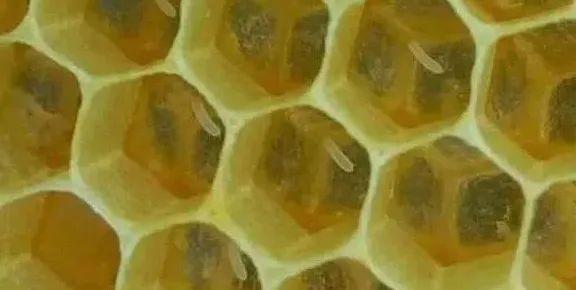 蜂王为什么要让蜂卵立在巢房中,而不是躺在巢房中?佩服蜜蜂智慧