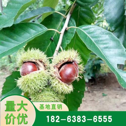 批发嫁接板栗苗高产早熟良种板栗果树苗大红袍板栗树苗嫁接板栗苗