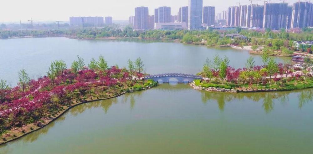 商丘市日月湖景区春日红枫无限好赏枫何须待秋时