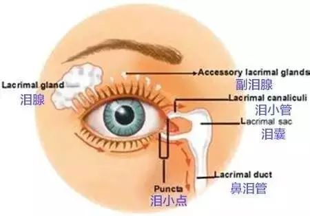 眼泪竟有如此神奇的作用你一直不知道