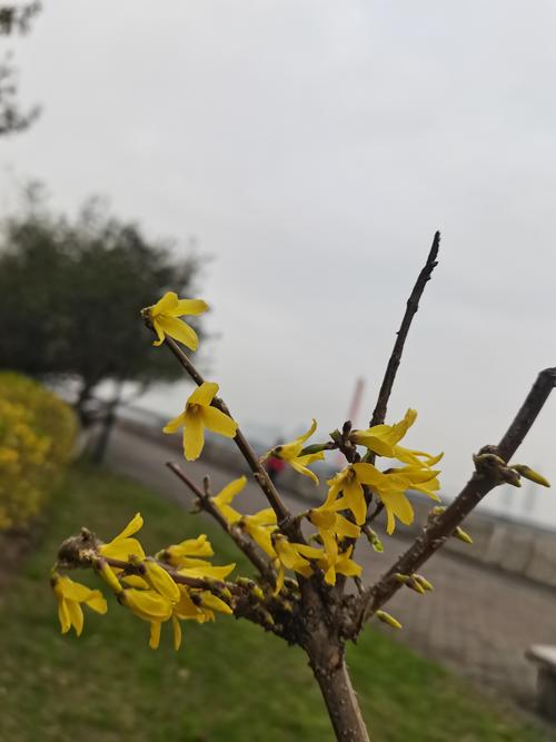 有关迎春花的二首诗