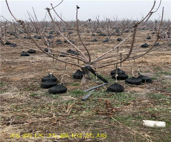 陕西汉中2年美国大樱桃树苗多少钱卖给你(正品)批发