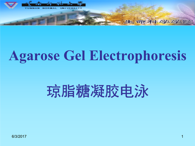 2琼脂糖凝胶电泳知识.ppt