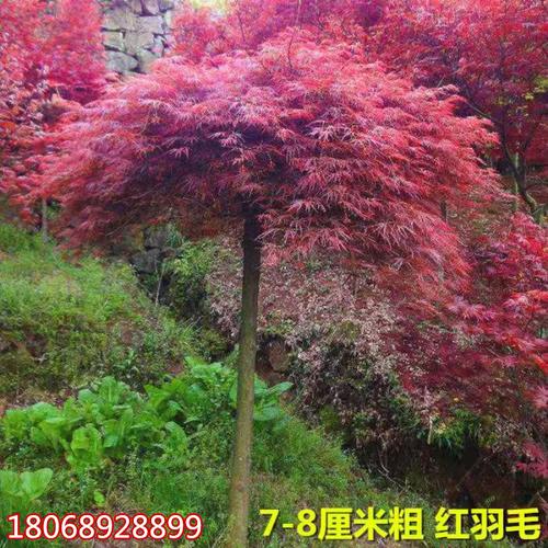 红羽毛枫垂枝青龙羽毛日本盆景彩叶枫树别墅绿化行道树
