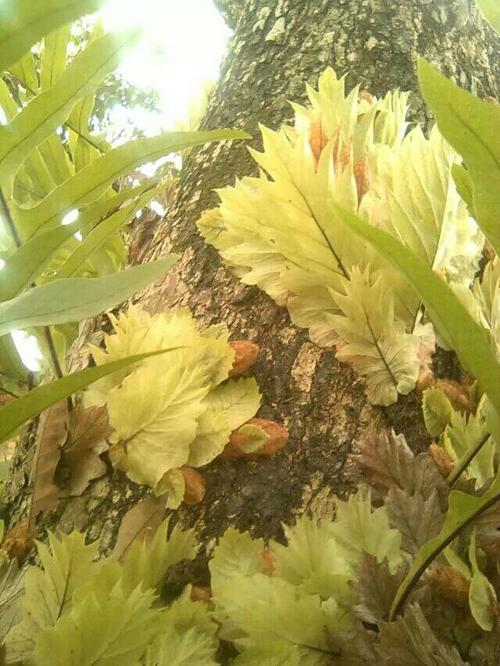 不知道这是什么植物,是寄生在龙眼树