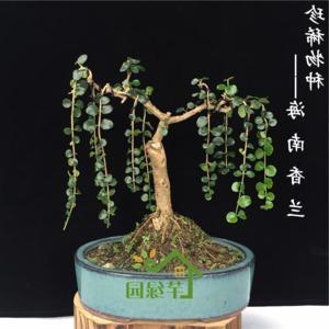 海南博兰盆景浓香